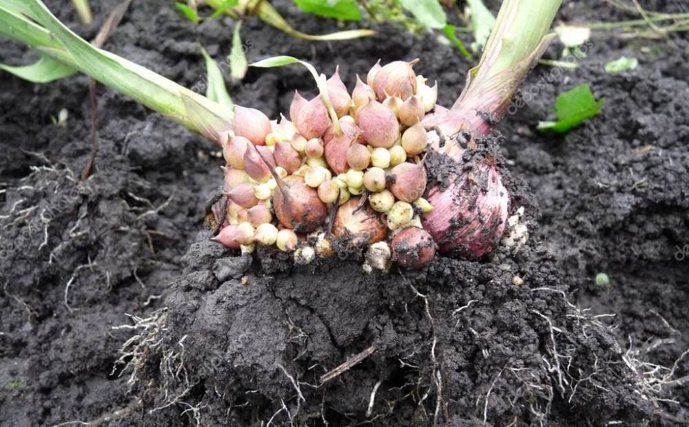 Нужно ли выкапывать крокусы после цветения: как правильно хранить луковицы зимой