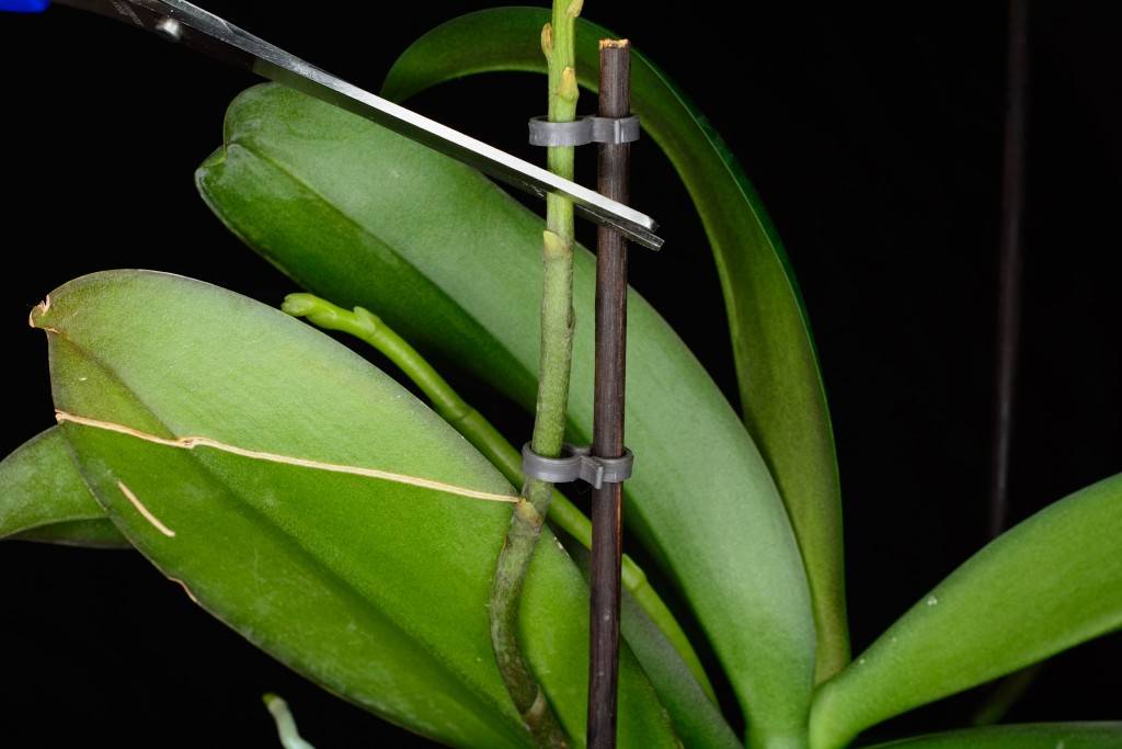 Фаленопсис отцвел - что делать дальше с орхидеей
