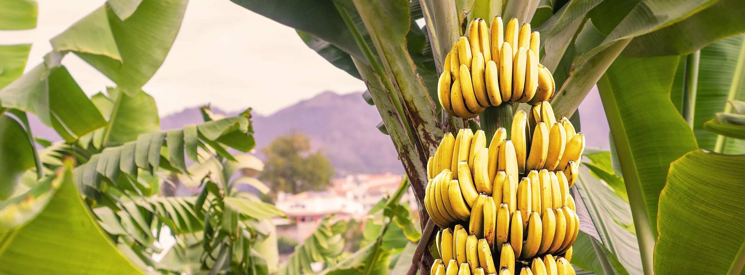 Бананы, история выращивания, свойства, интересные факты, особенности культуры