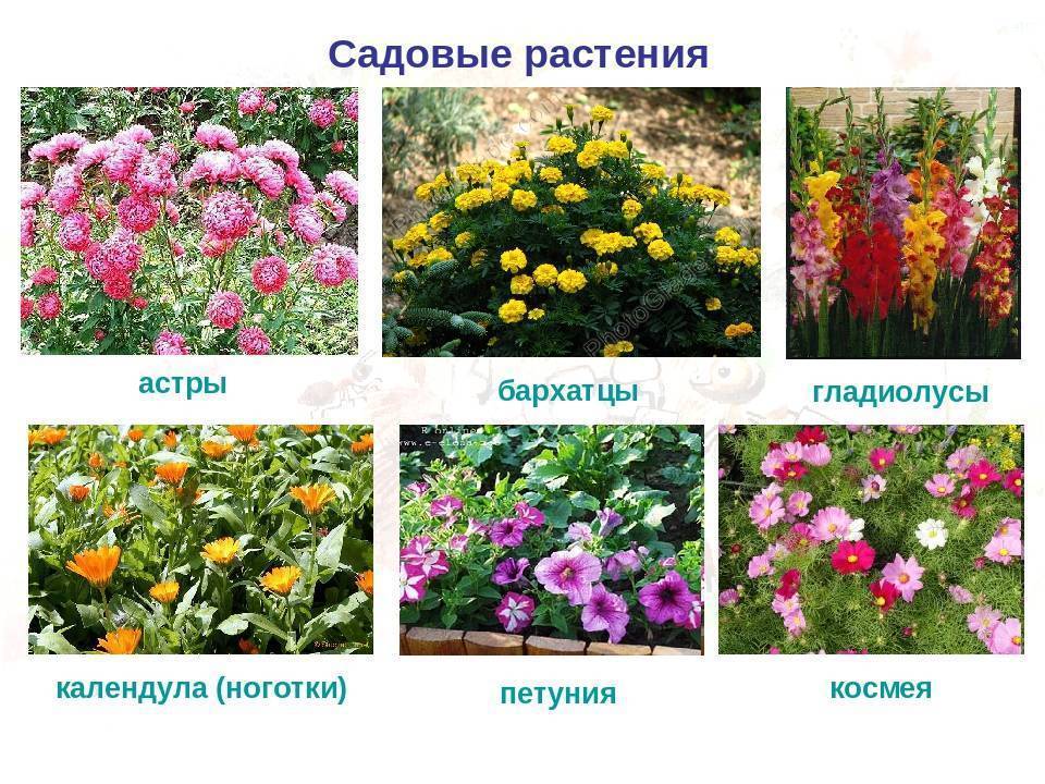 Растения на ж. растения на букву ж. фото увеличиваются при клике цветок на букву ж название