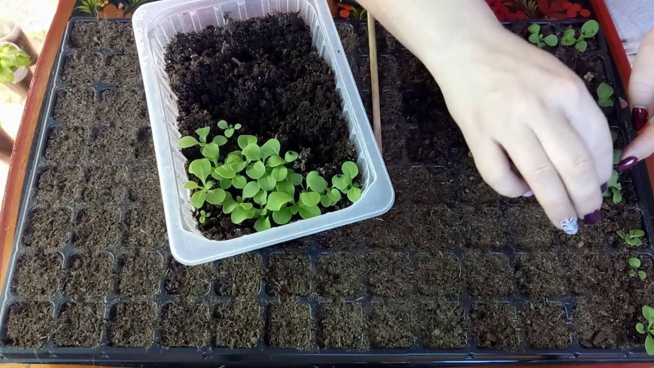 Выращивание кларкии изящной: посадка в открытый грунт и уход за растением