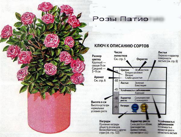 Роза плетистая абракадабра. роза чг абракадабра — создана, чтобы удивлять. описание сорта розы абракадабра