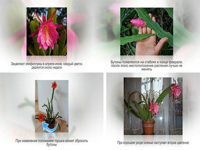 Кактус эпифиллум: уход в домашних условиях, виды и размножение