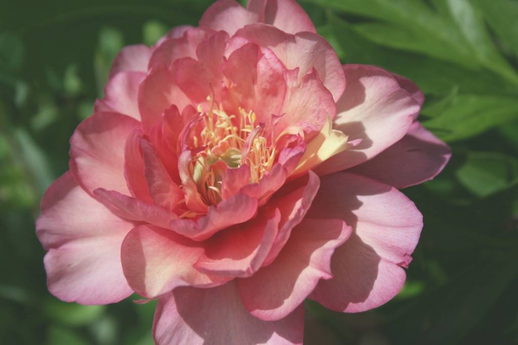 Пион джулия роуз: описание, фото, отзывы