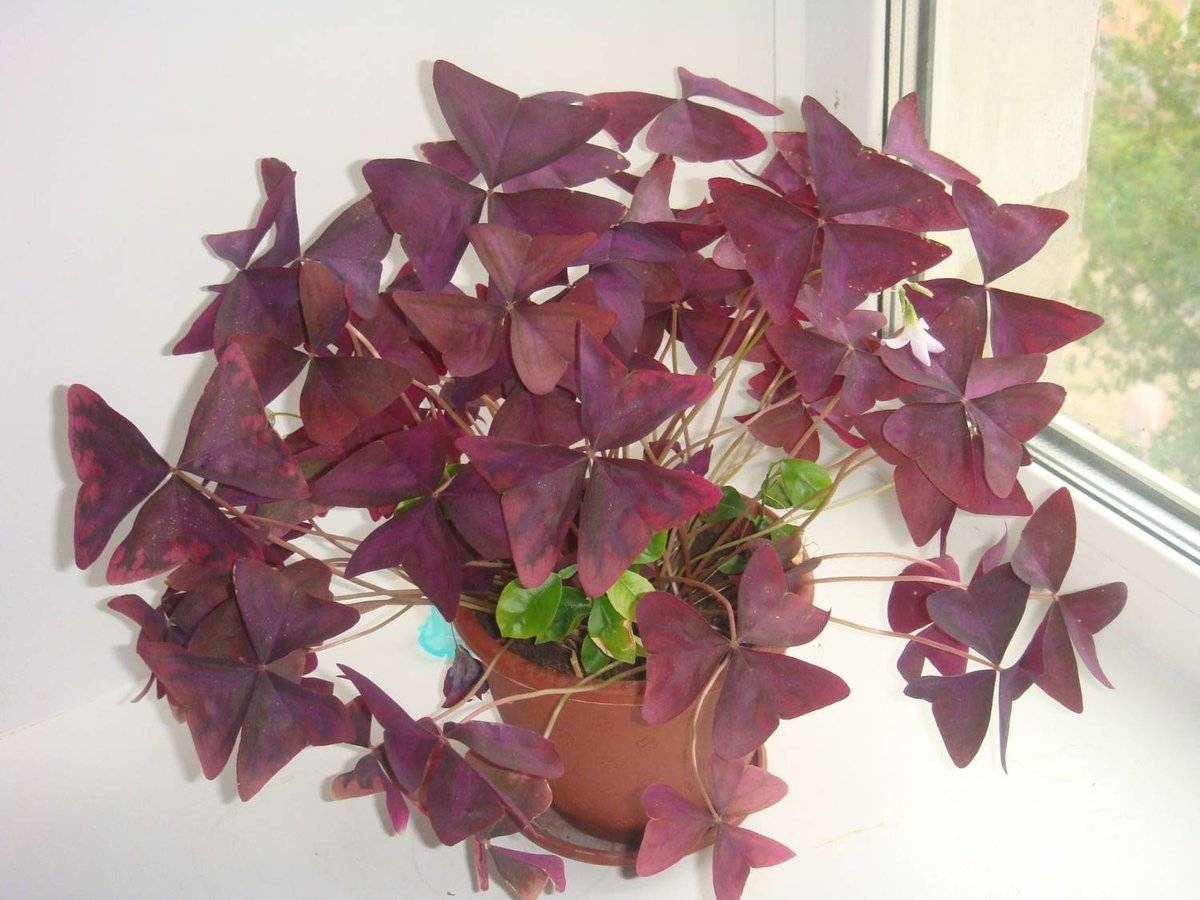 Как ухаживать за фиолетовой кислицей в комнатных условиях? можно ли выращивать ее в саду?