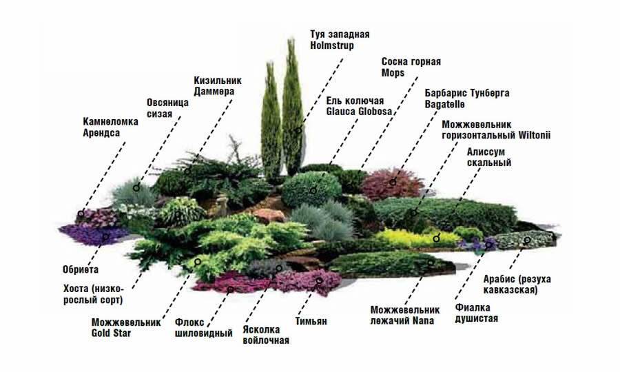 Клумба из многолетников: самые красивые схемы посадки цветов от садоводов. особенности планировки и выбора растений (фото + видео)