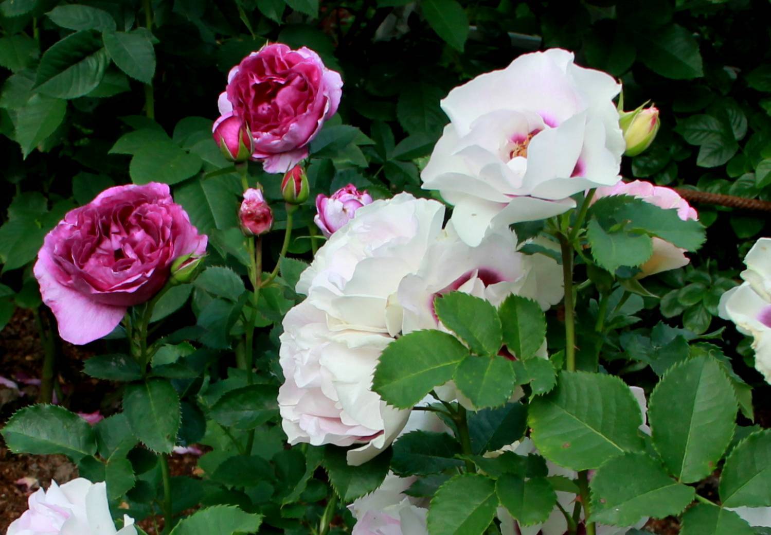 Роза мускусная описание, фото, посадка и уход в открытом грунте