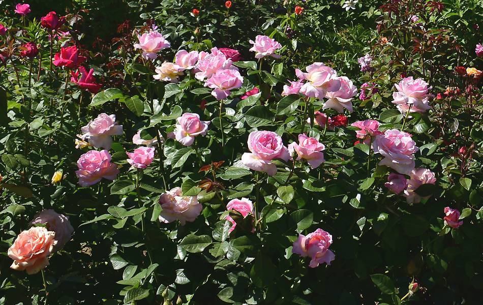 Какие розы самые неприхотливые и зимостойкие_ | speakingflower.ru