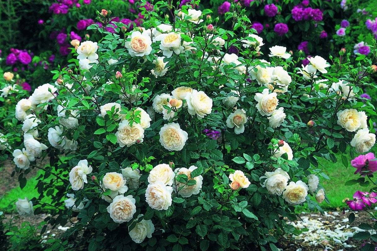 Роза рококо – садоводство для начинающих