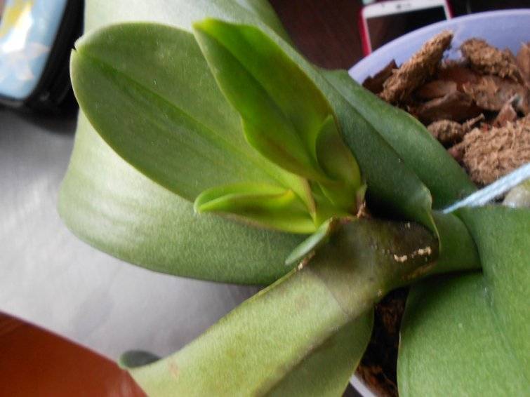 Почему в орхидее завелись мошки: что делать и как от них избавиться? появились мошки в орхидее – как избавиться в домашних условиях?