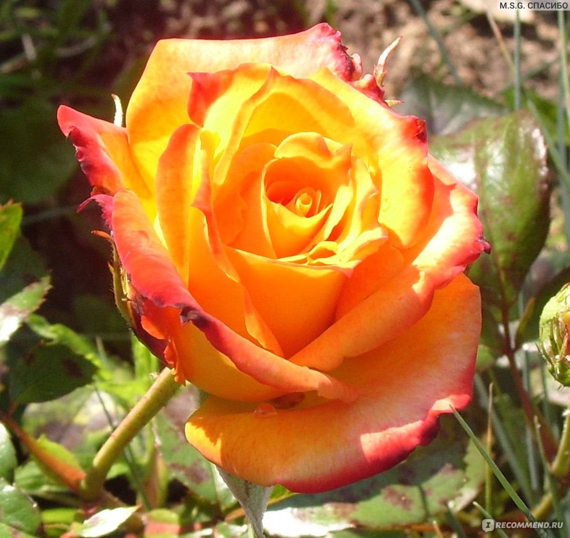Роза черная магия: характеристики сорта, правила выращивания