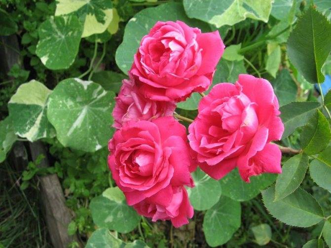 Роза парковая “мартин фробишер” (martin frobisher) – описание, отзывы, уход и фото