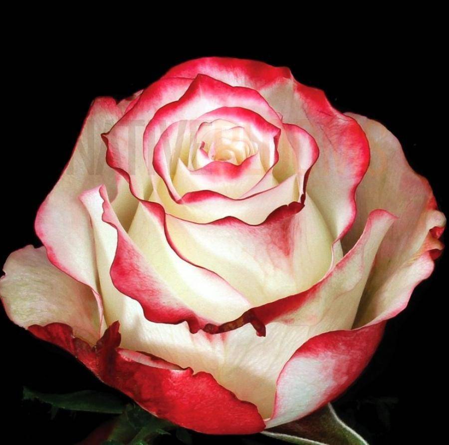 Роза свитнесс энциклопедия роз | мой сад и огород