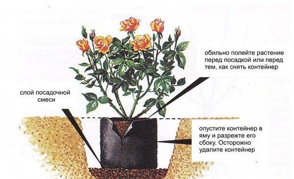 Роза найт оул | питомник растений