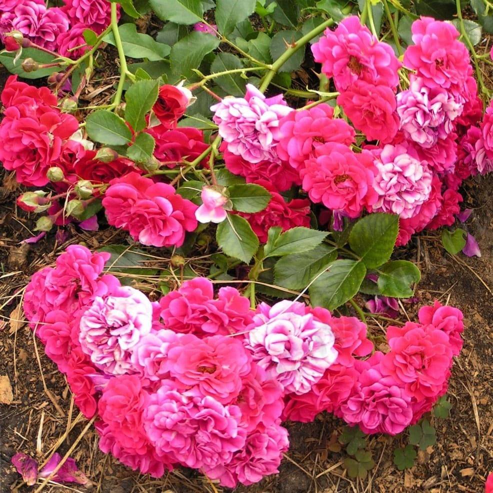 Почвопокровные розы цветущие все лето отзывы описание + фото