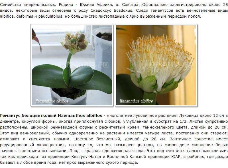 Об уходе за гемантусом белоцветковым в домашних условиях: что делать, не цветет