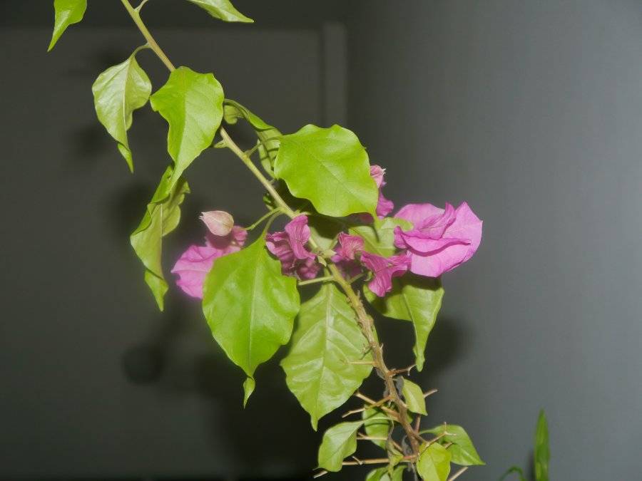 Бугенвиллия - 135 фото цветка и особенности ухода за ним к комнатных условиях