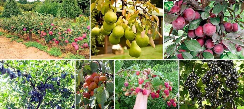 Плодовые кустарники: ягодные, декоративные, теневыносливые для сада - выращивание и уход
