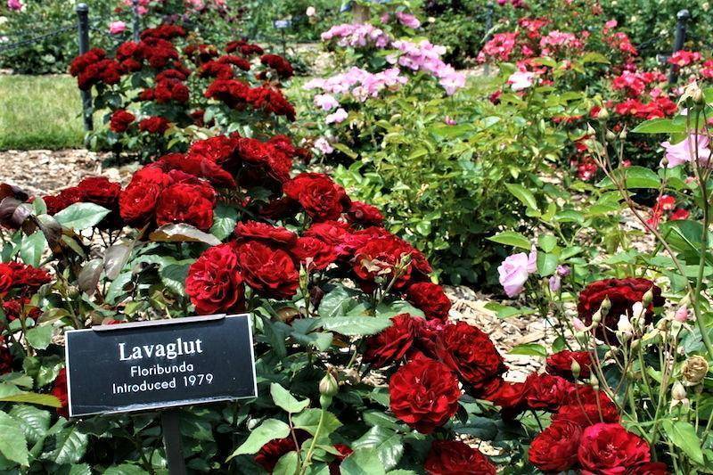 Роза Лаваглут (Lavaglut) — характеристики культуры