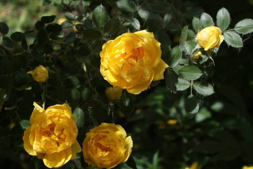 Цветы похожие на розы, но не розы - названия: эустома, гибискус и другие