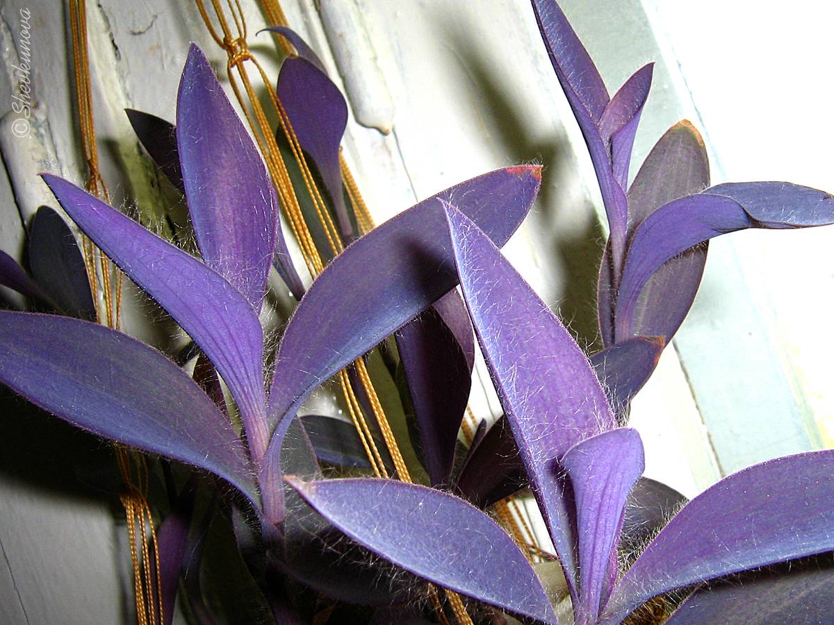 Сеткреазия пурпурная: уход в домашних условиях, магические свойства, фото традесканции