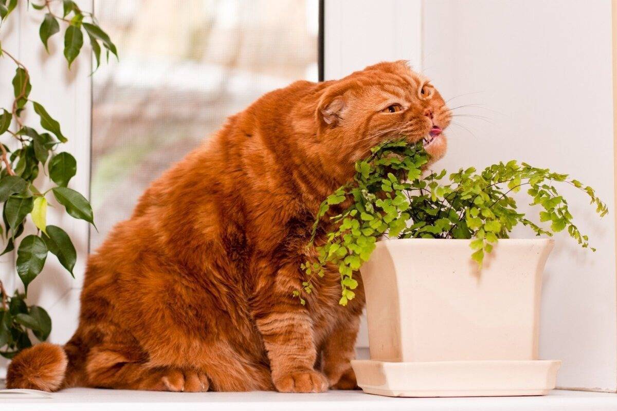 Кот-цветовод: как отучить кота барсика есть комнатные цветы