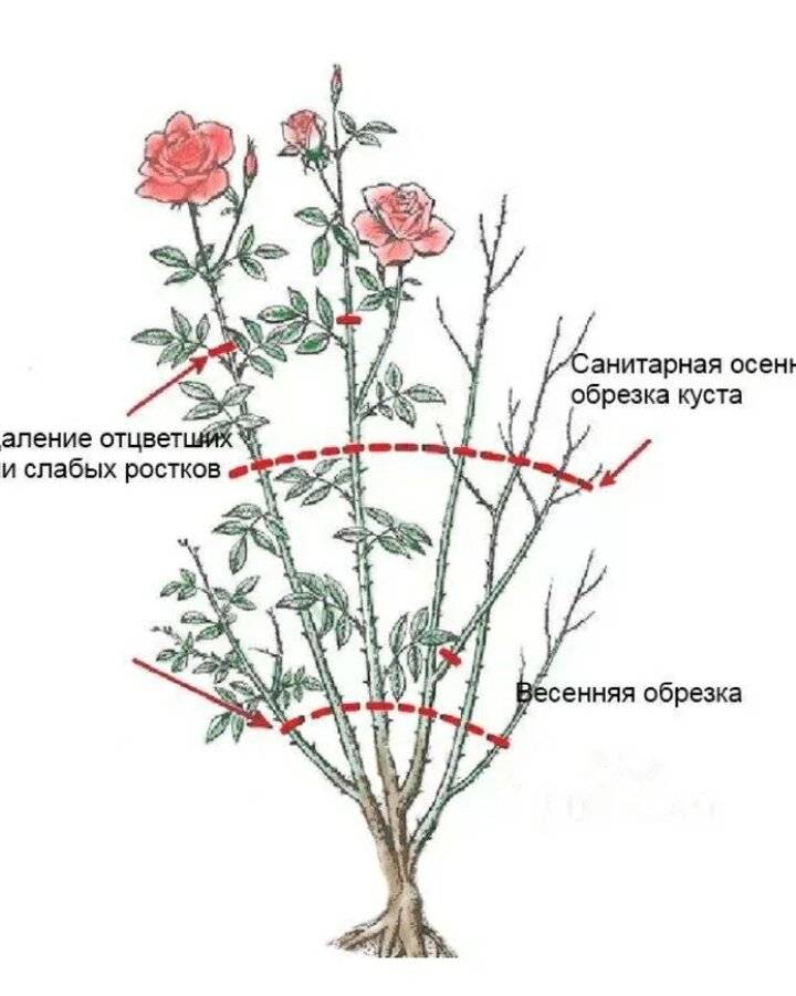 Обрезка роз после цветения летом: видео, фото, описание работ