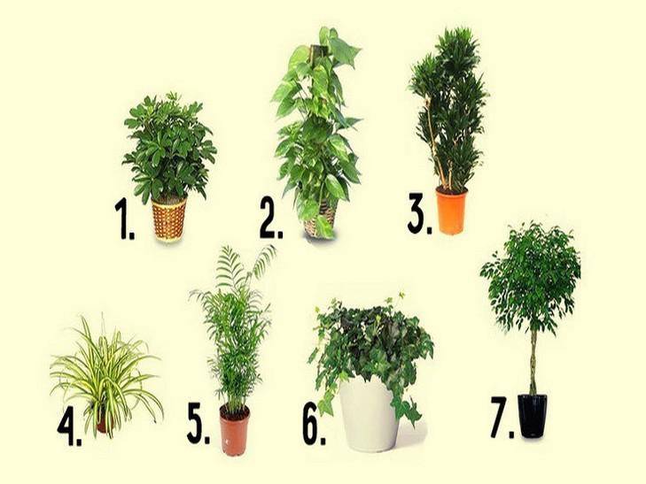 23 комнатных растений, которые очищают воздух в помещении