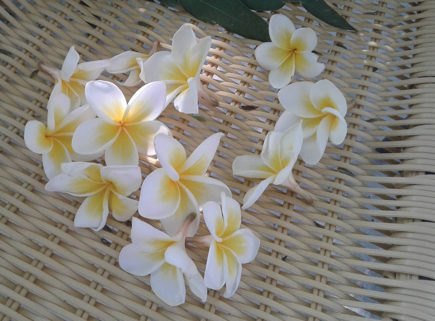Цветок плюмерия (45 фото): белая, красная, выращивание из семян, уход в домашних условиях