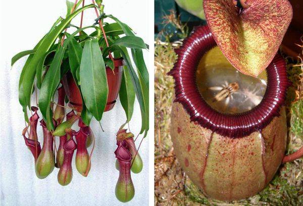 ᐉ растение непентес: уход в домашних условиях, фото кувишочника и описание выращивания - roza-zanoza.ru