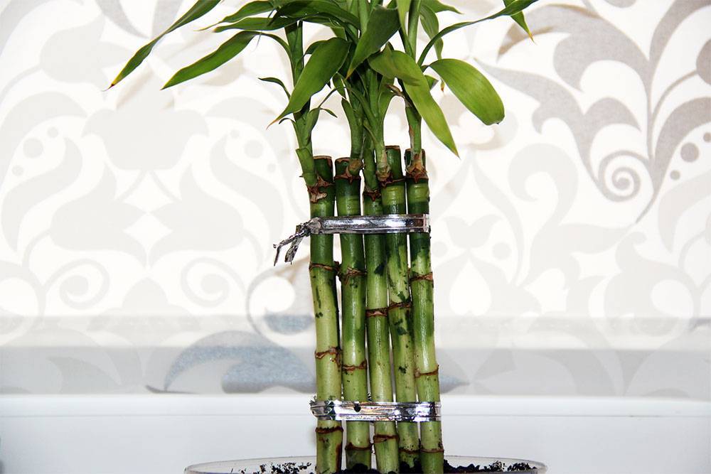 Как выращивать комнатный бамбук