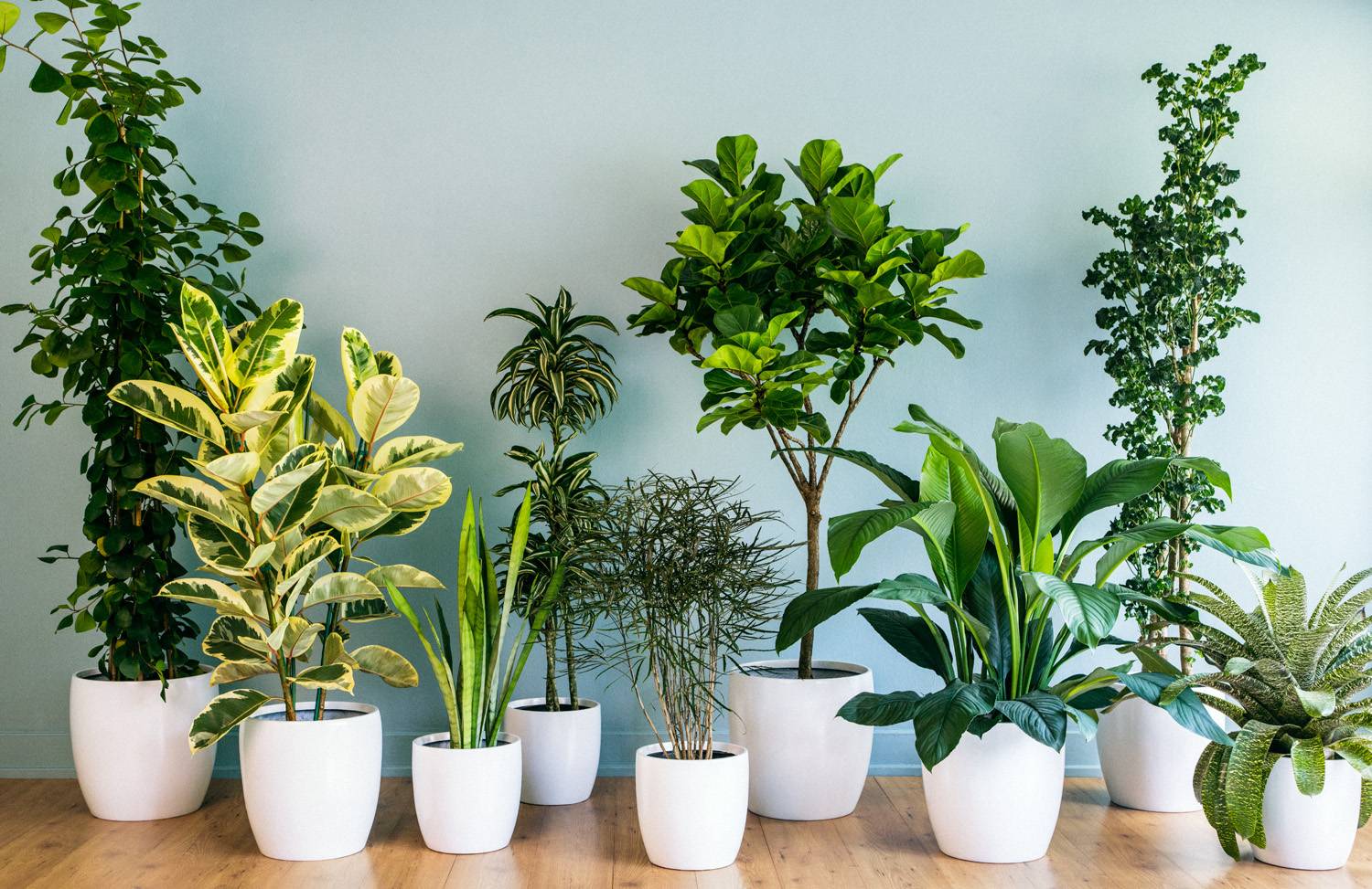 15 лучших комнатных растений специально для лентяев