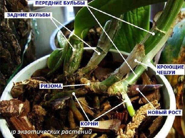 Как вырастить орхидею из корня: где взять фрагмент и как посадить orchidfan.ru