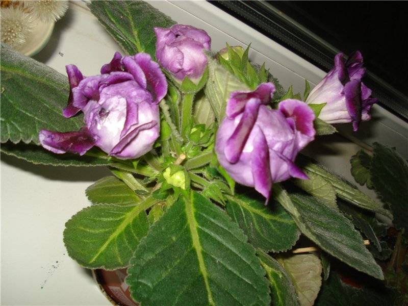 Глоксиния — посадка и уход за цветком в домашних условиях