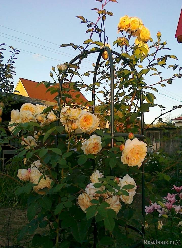 Парковая роза посадка и уход в открытом грунте