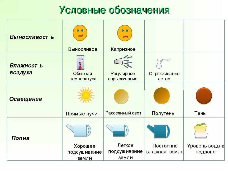 Как ухаживать за папоротником в домашних условиях: полив, подкормка, пересадка - sadovnikam.ru