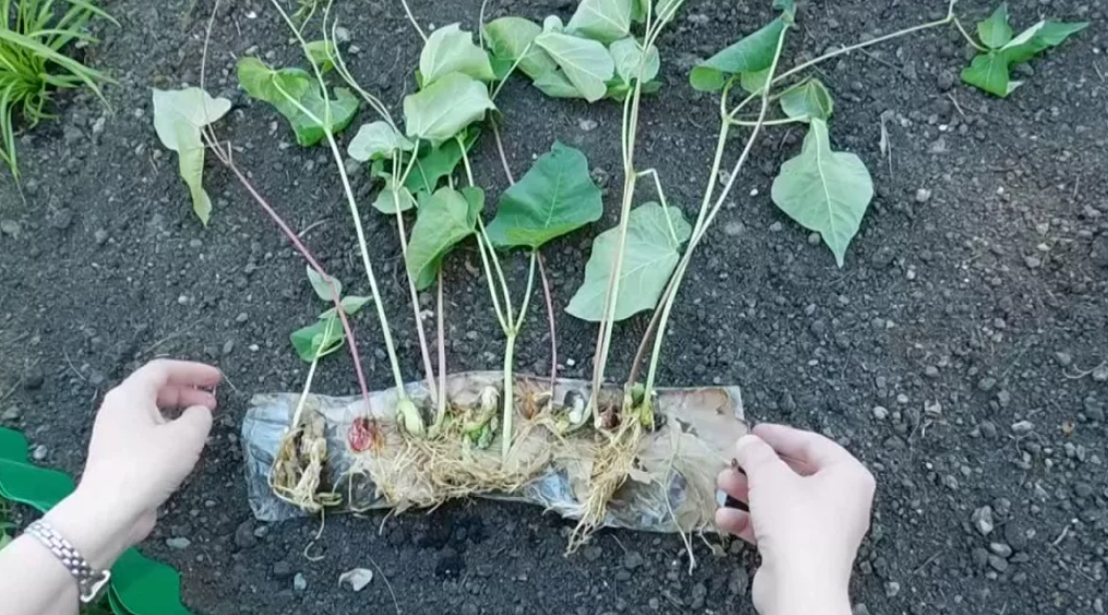 Доротеантус — особенности выращивания из семян