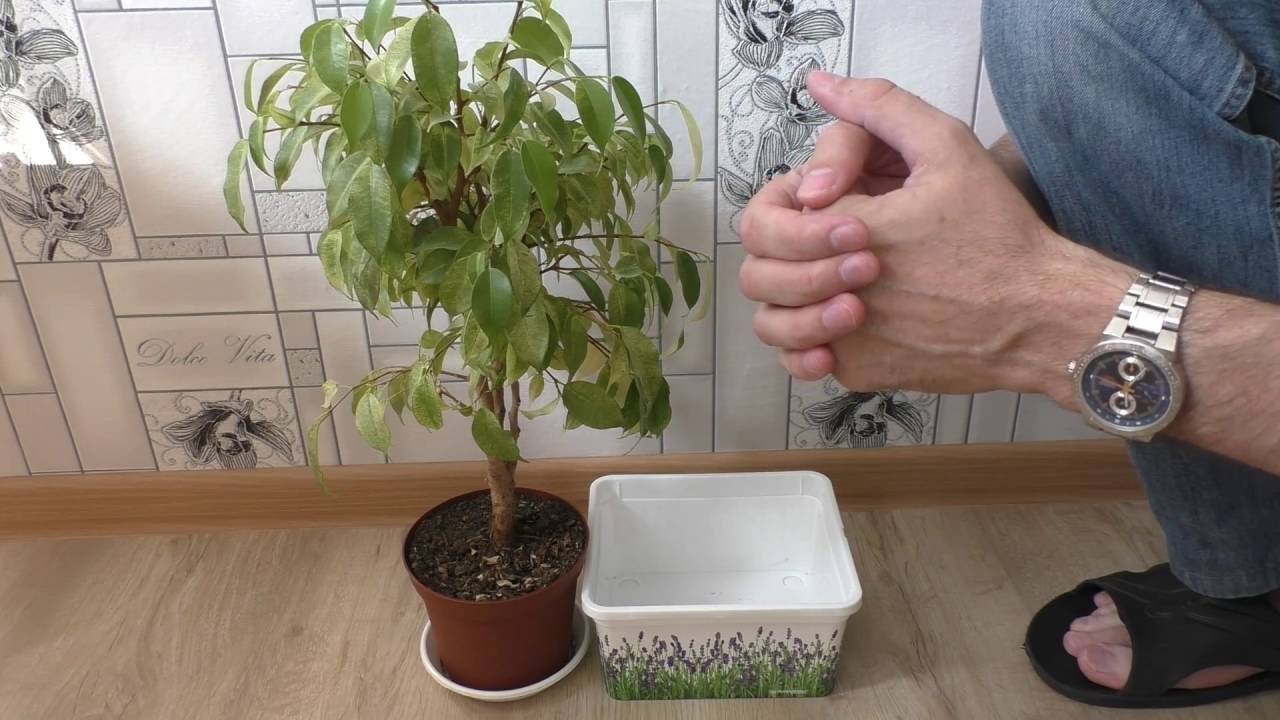 Выращивание и уход за фикусом мокламе в домашних условиях
