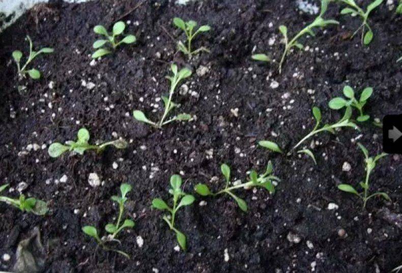 Выращивание ибериса из семян: сажаем сорта гибралтарский, вечнозеленый и зонтичный