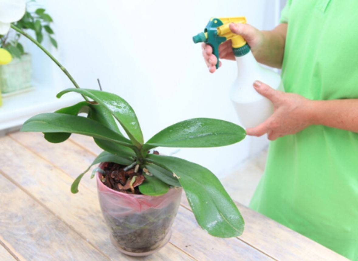 Чем можно подкормить комнатные растения в домашних условиях