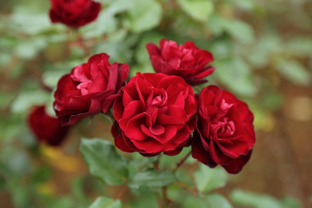 Описание красной розы сорта лаваглут: что это за идеальная маленькая флорибунда