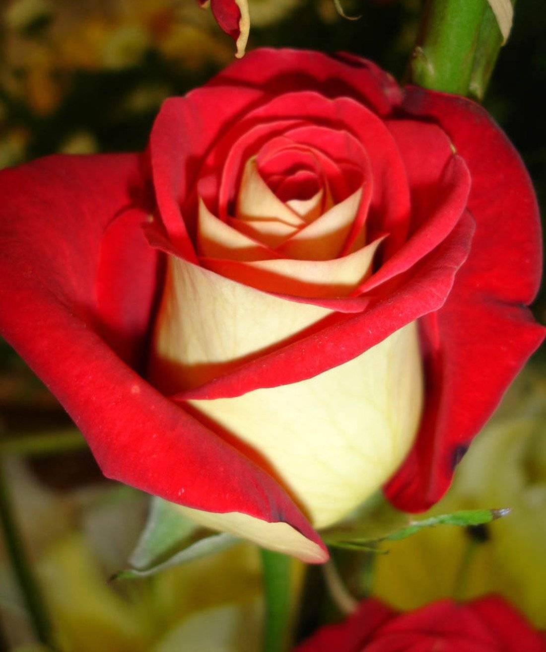 Роза: описание 16 сортов, особенности и уход — такая разная королева цветов (150 фото & видео) +отзывы