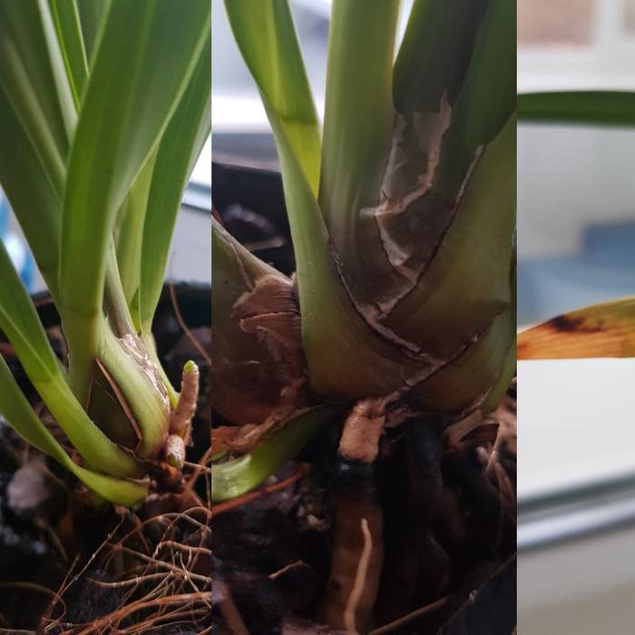 Яркий цветок — орхидея цимбидиум. описание растения и правила ухода за ним