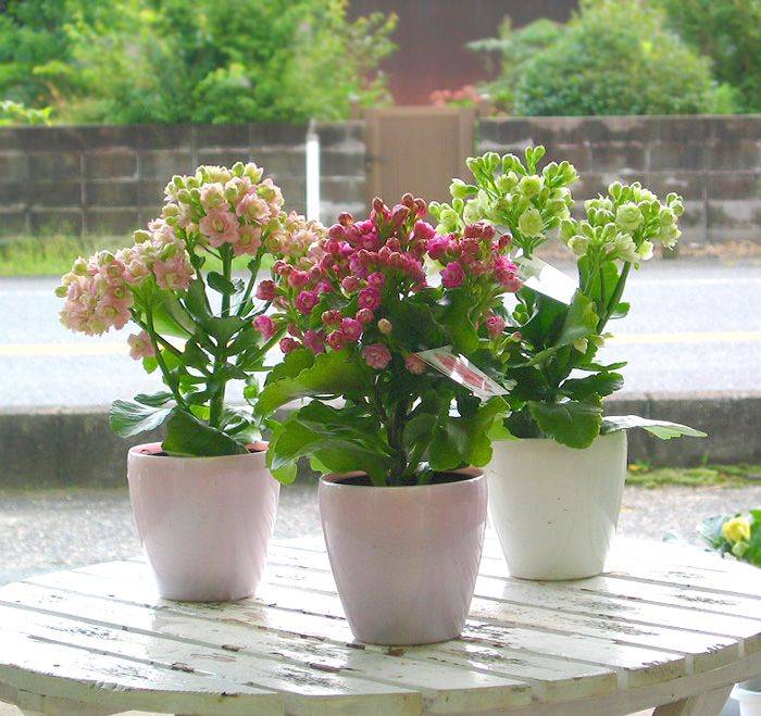 Привередливые комнатные растения: не цветет каланхоэ дома