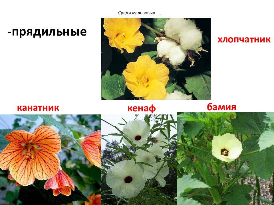 Цветы мальва: фото и описание - sadovnikam.ru