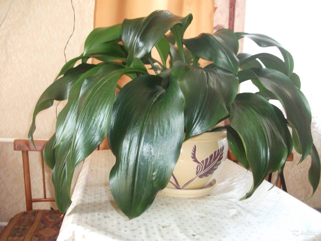 Аспидистра — одно из самых выносливых комнатных растений. уход в домашних условиях. фото — ботаничка