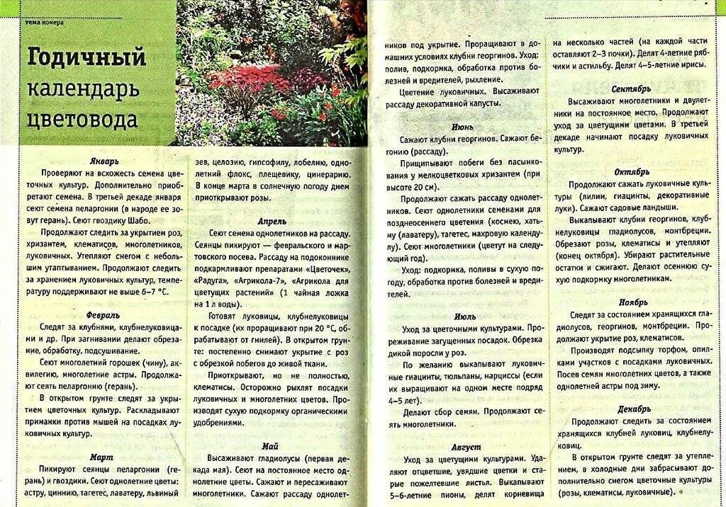 Несколько хитростей для обильного цветения клематисов: дневник пользователя domogorod