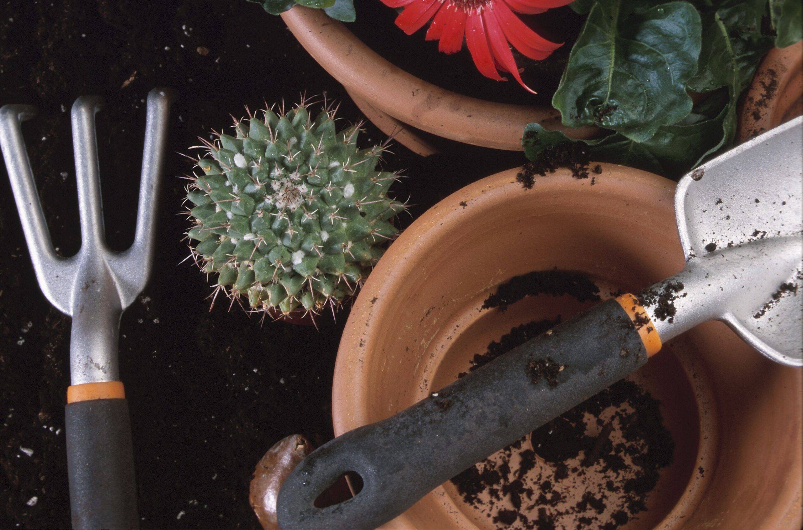 Как заставить цвести кактус в доме: советы специалистов