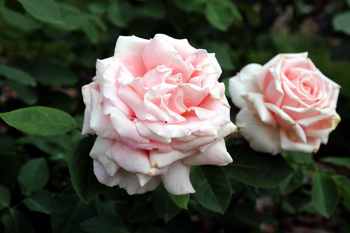 Чайно-гибридные розы (50 фото) - виды, уход и посадка в открытом грунте