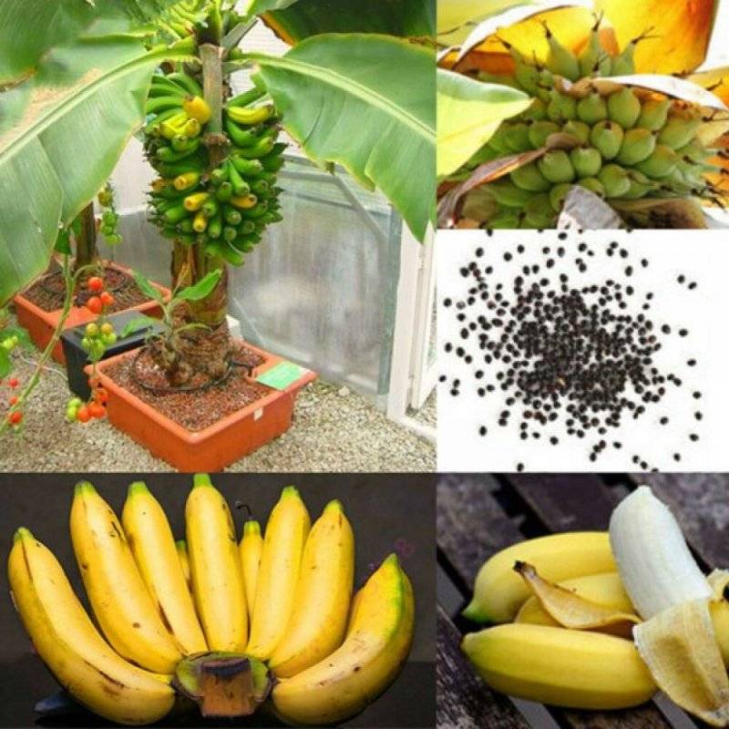 Как посадить и вырастить банан в домашних условиях